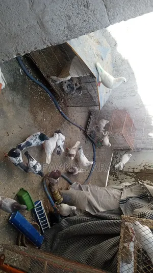 Peigons 4 Sell 1000 Pr