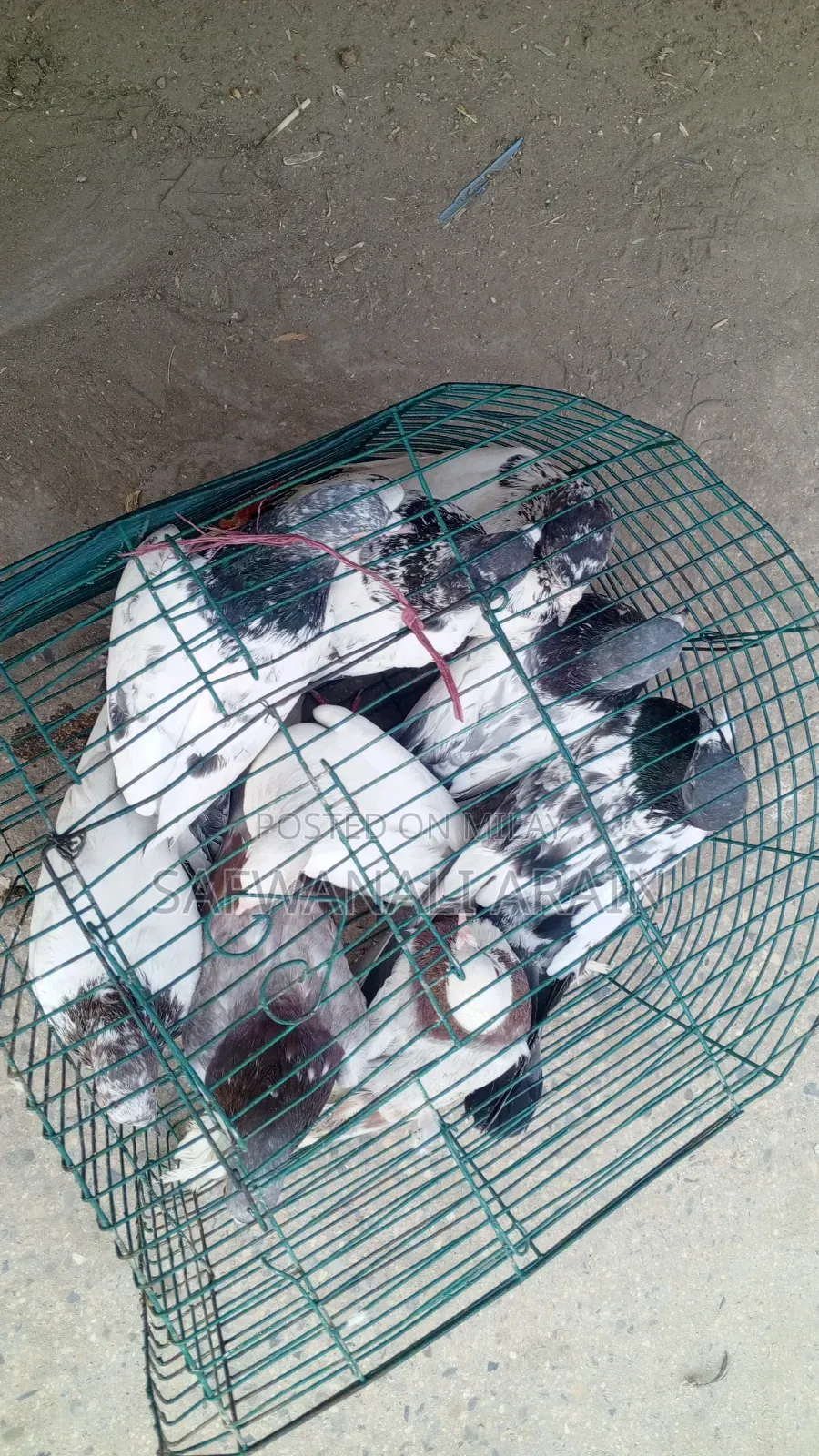 Peigons 4 Sell 1000 Pr