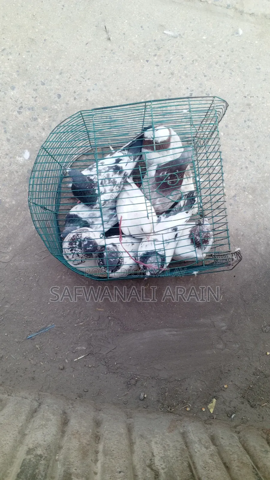 Peigons 4 Sell 1000 Pr