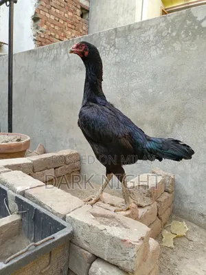 Aseel Black Hen