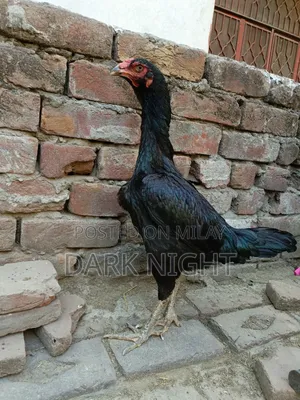 Aseel Black Hen