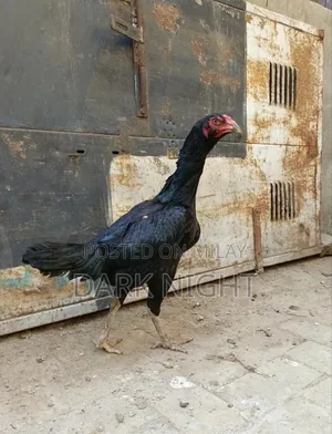 Aseel Black Hen