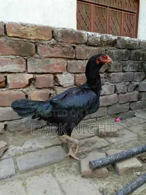 Aseel Black Hen