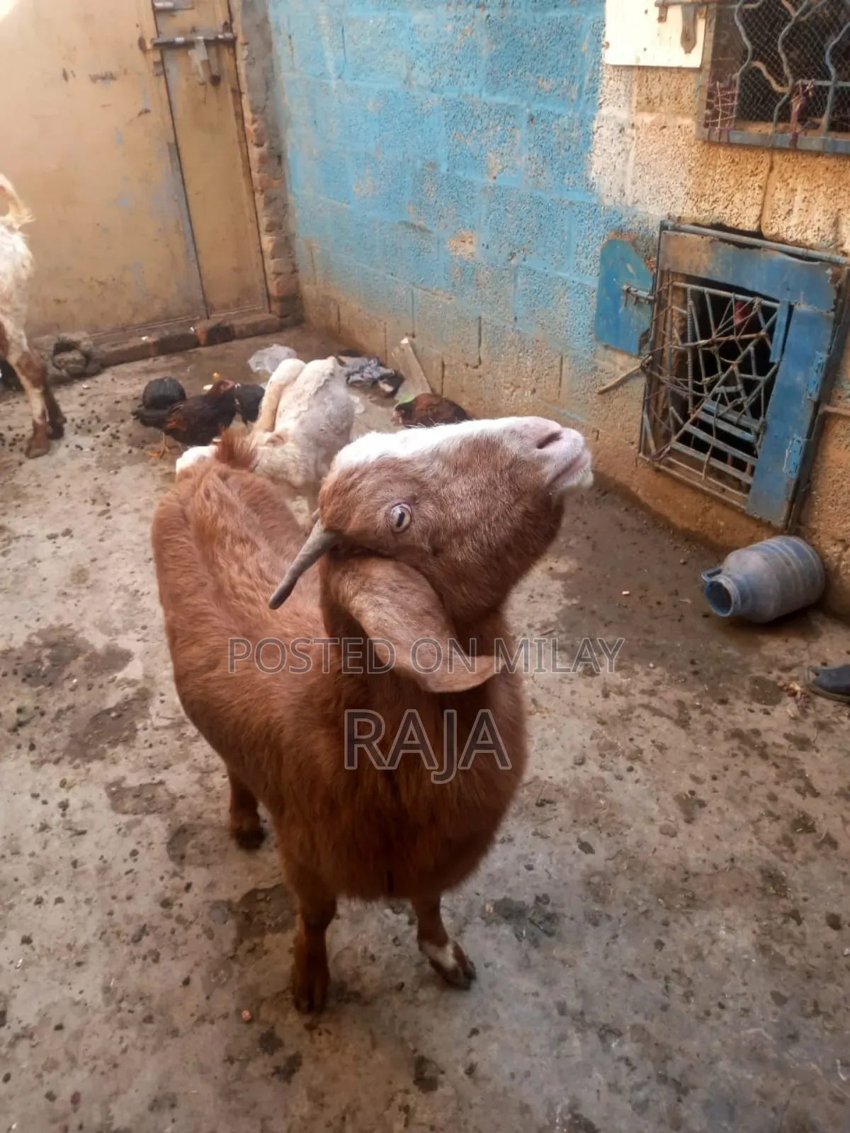 Healthy Bakri for Sale