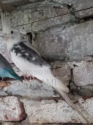 Cocktail Breeder Male