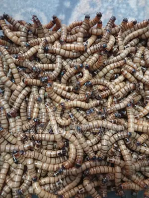 Live Super Meal Worms