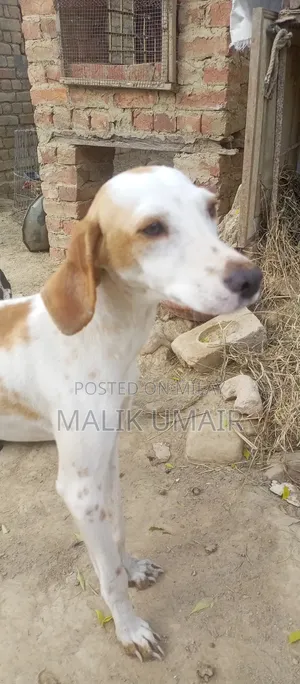 6-12 months Male Purebred Pointer