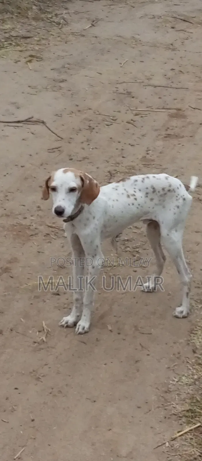 6-12 months Male Purebred Pointer