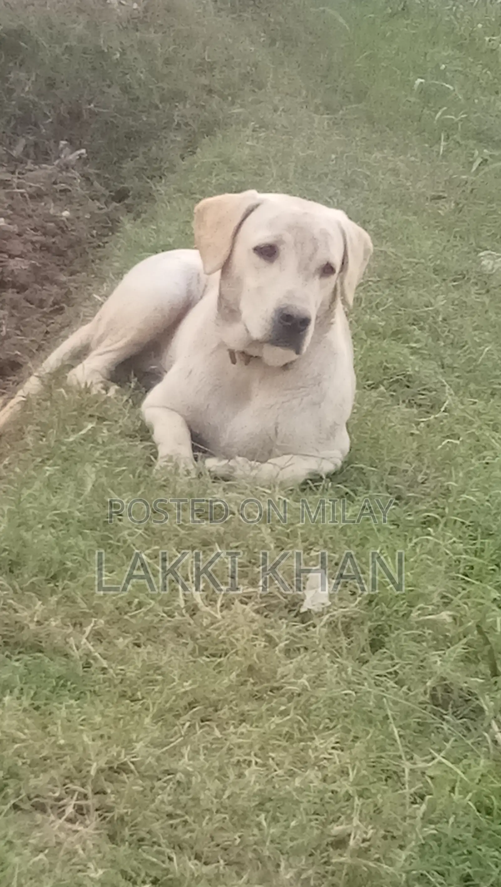 1+ year Male Mixed Breed Labrador Retriever