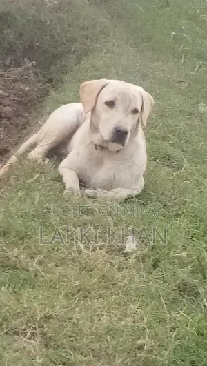 1+ year Male Mixed Breed Labrador Retriever