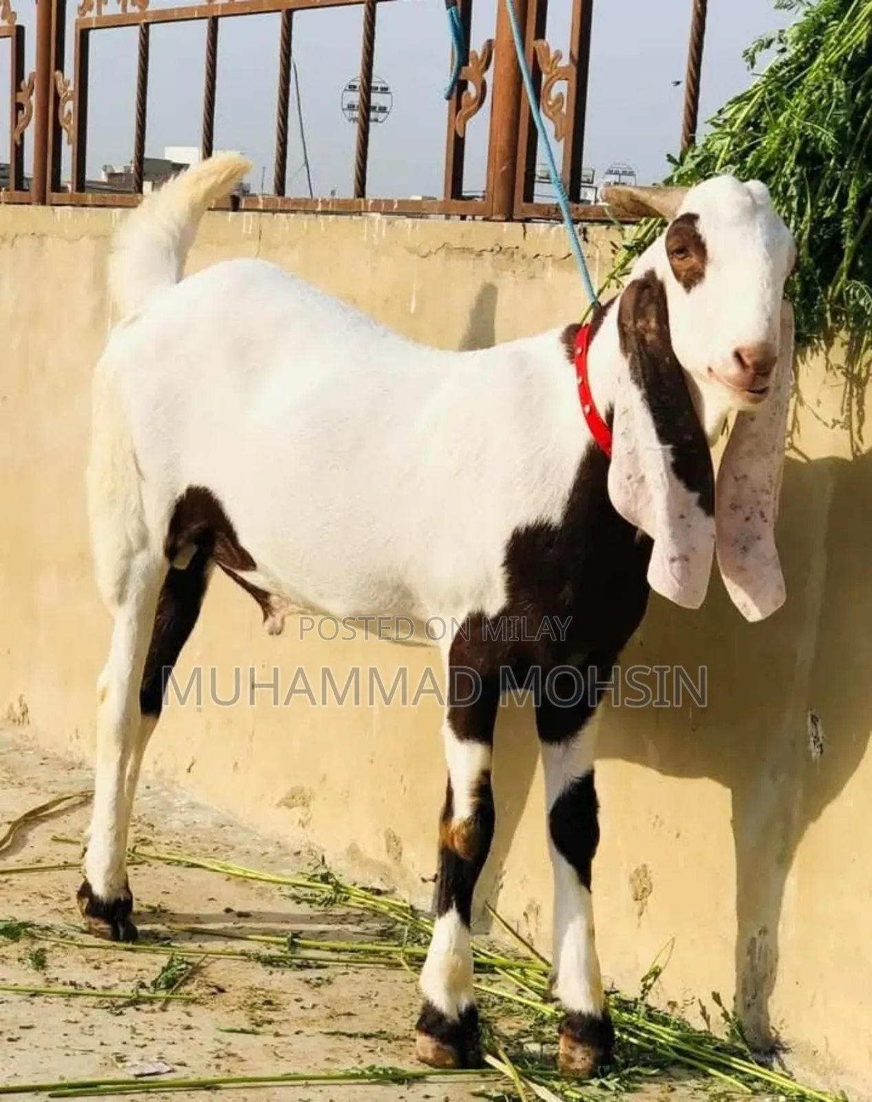 Rajanpuri Bakra