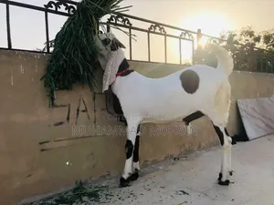 Rajanpuri Bakra