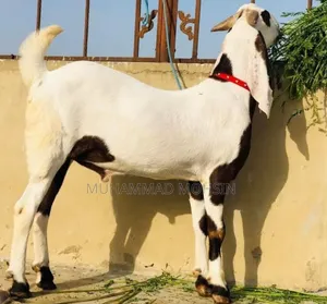 Rajanpuri Bakra