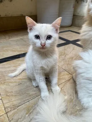 1-3 months Female Mixed Breed Turkish Angora