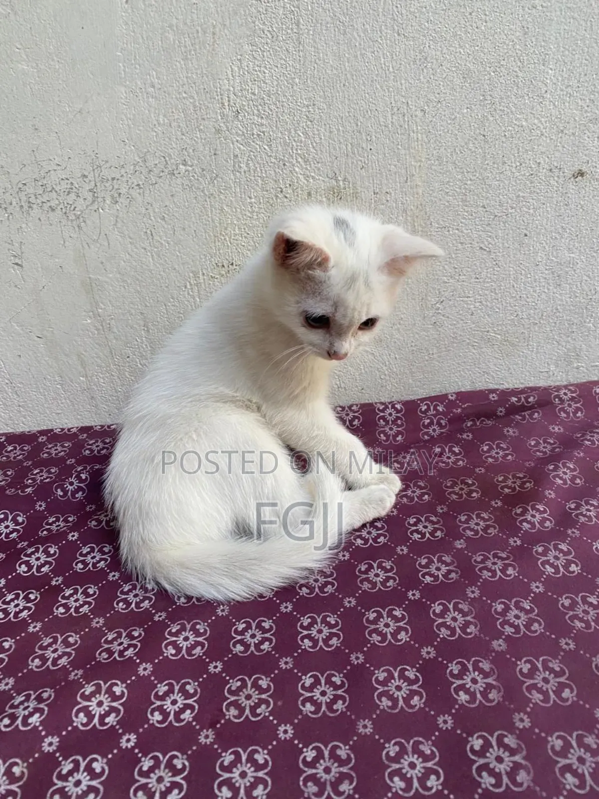 1-3 months Female Mixed Breed Turkish Angora