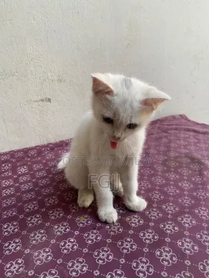 1-3 months Female Mixed Breed Turkish Angora