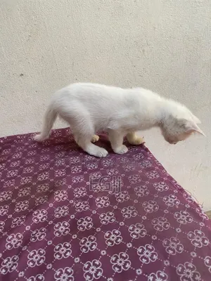 1-3 months Female Mixed Breed Turkish Angora