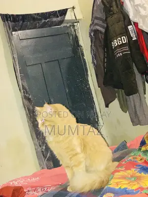 6-12 months Male Purebred Persian