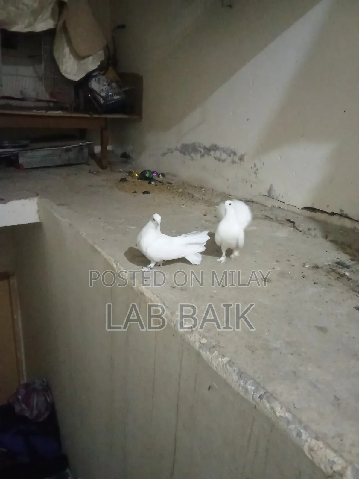 Pure White Lakka Rawalpindi