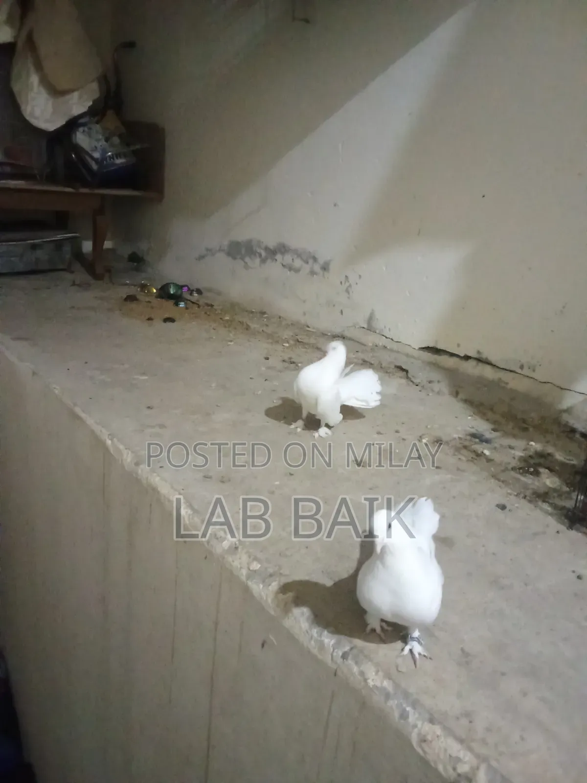 Pure White Lakka Rawalpindi