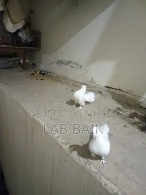 Pure White Lakka Rawalpindi