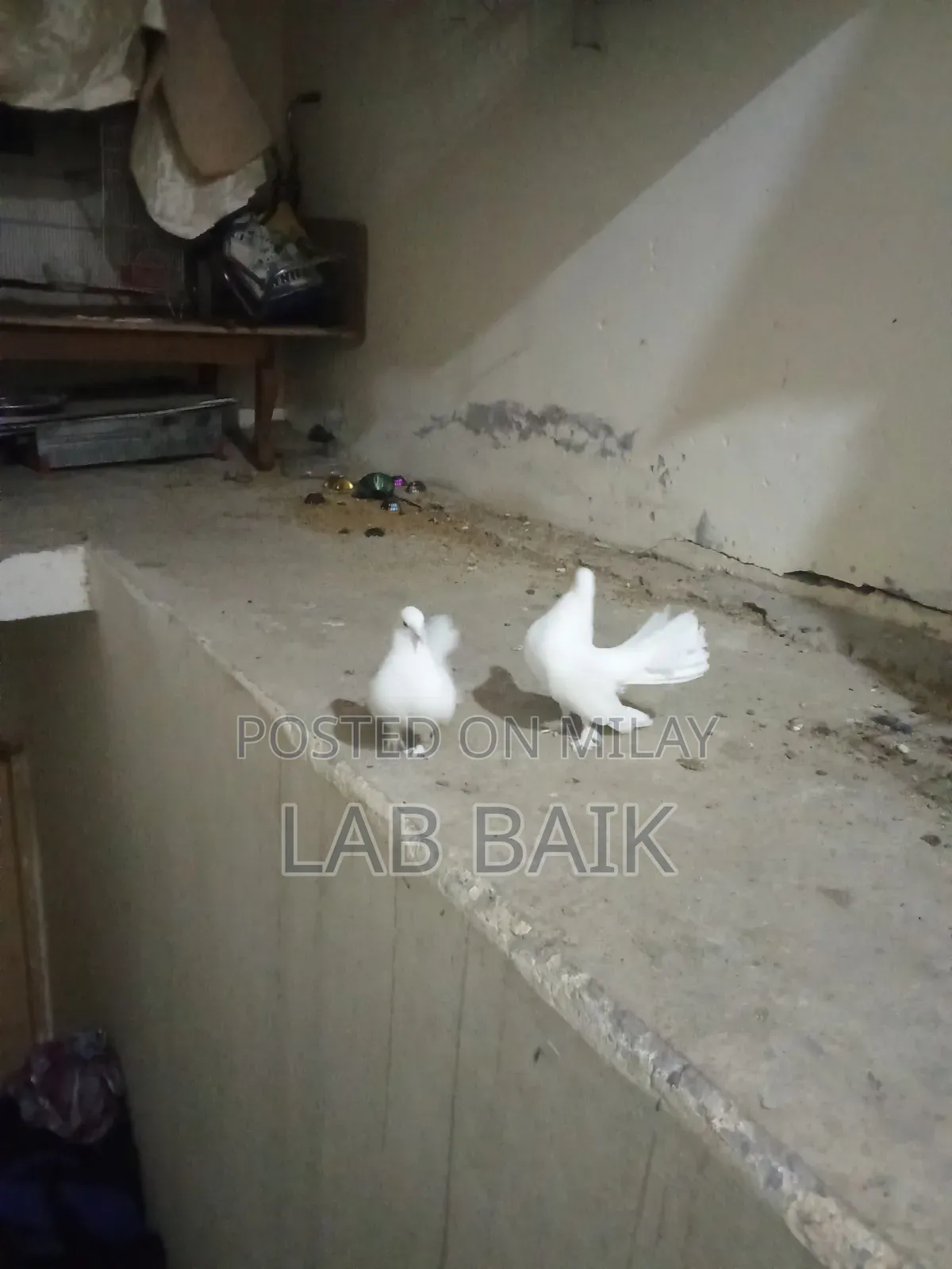 Pure White Lakka Rawalpindi