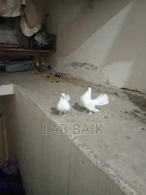 Pure White Lakka Rawalpindi