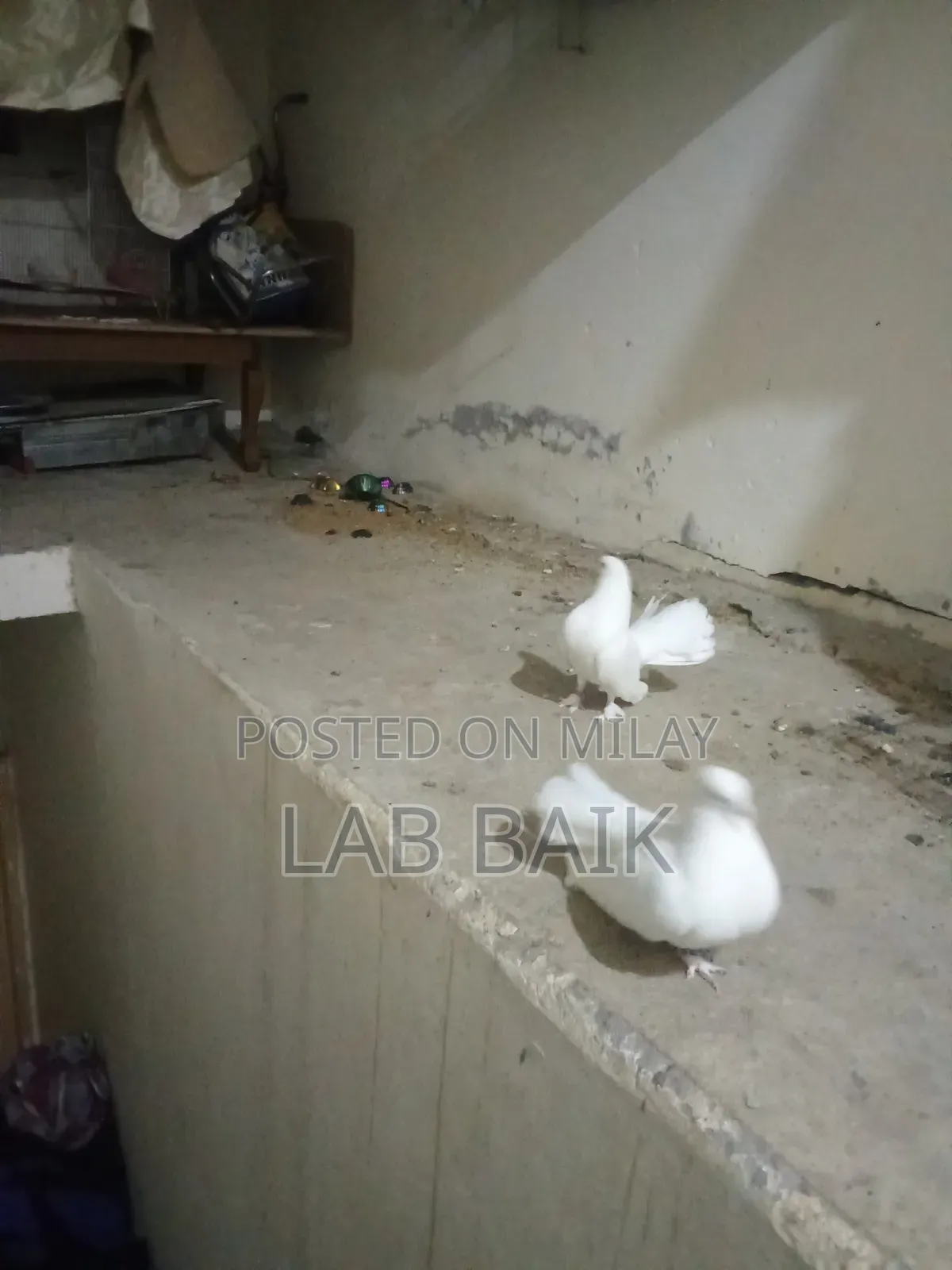 Pure White Lakka Rawalpindi