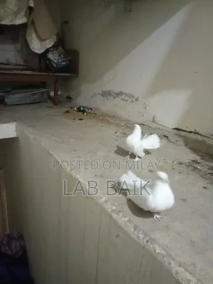 Pure White Lakka Rawalpindi