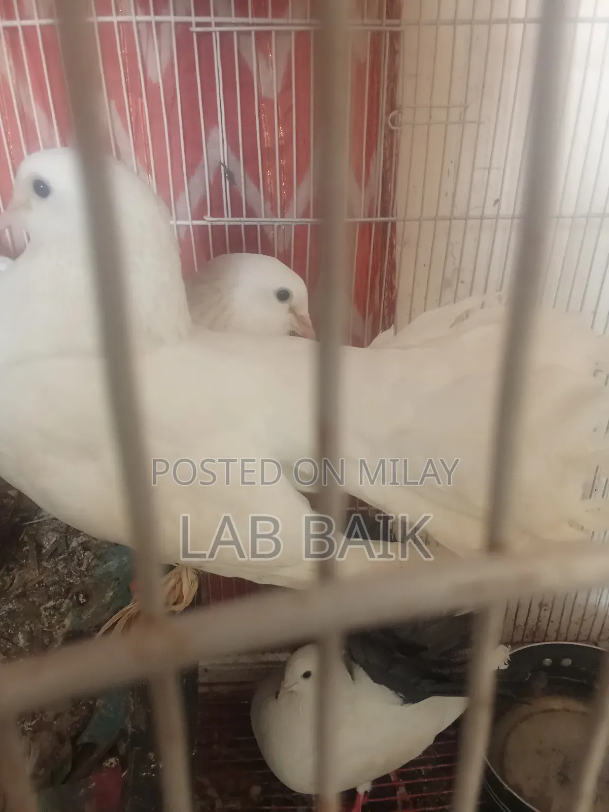 Pure White Lakka Rawalpindi