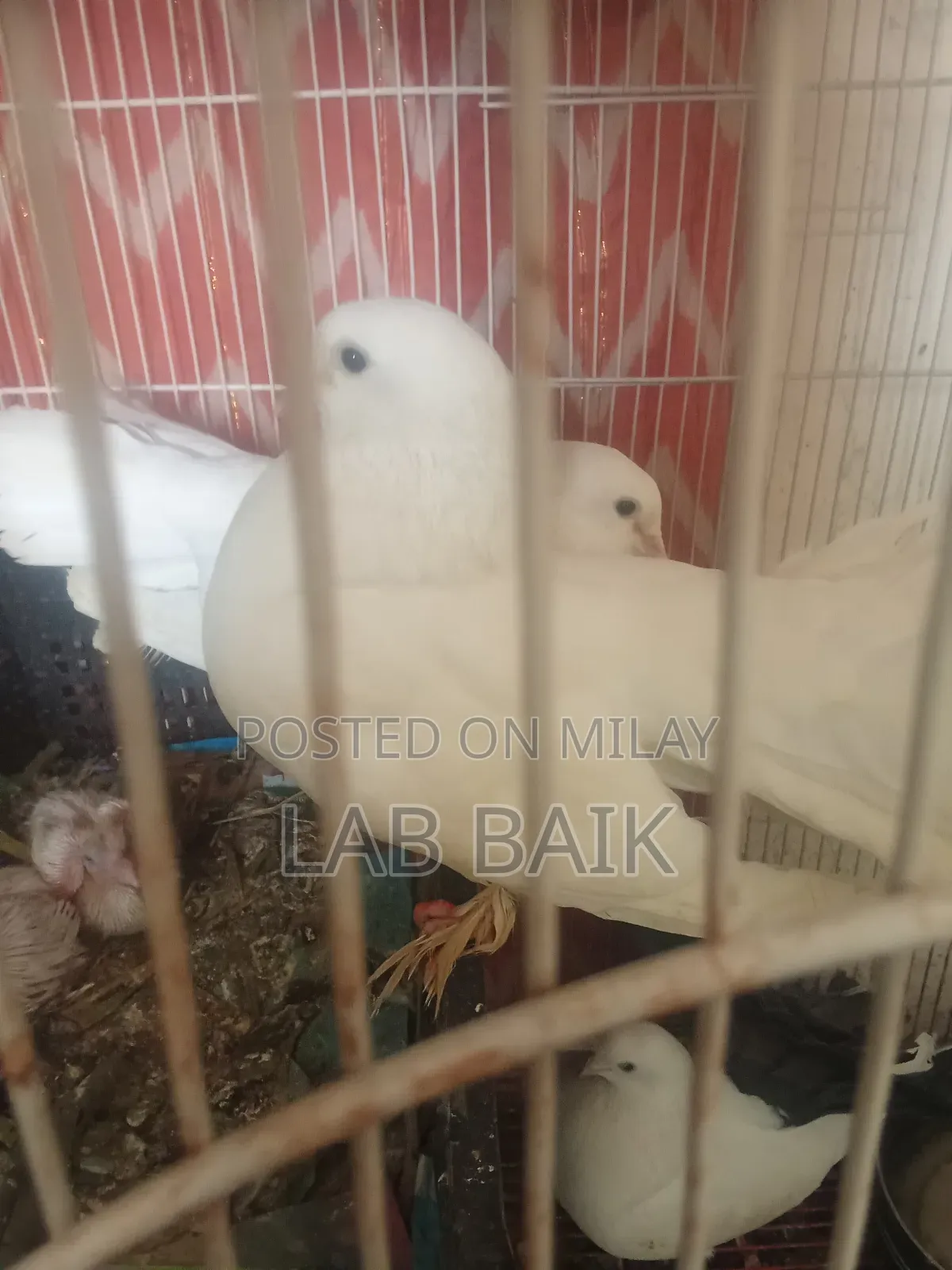 Pure White Lakka Rawalpindi