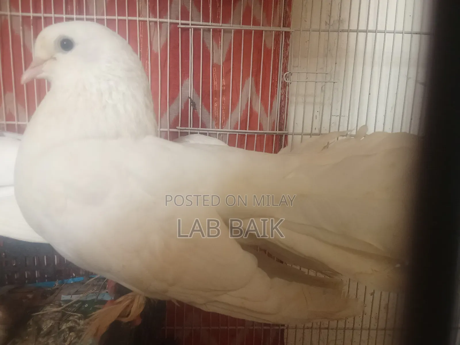 Pure White Lakka Rawalpindi