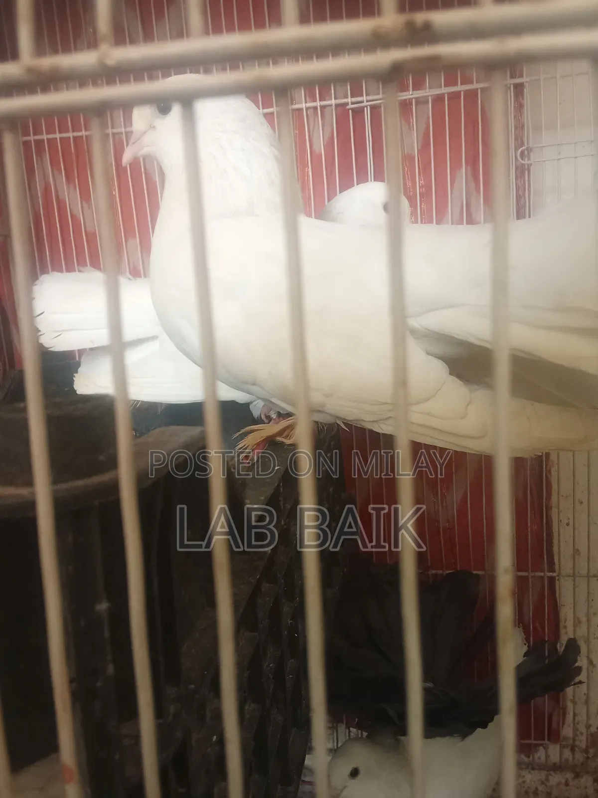 Pure White Lakka Rawalpindi