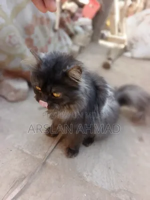 3-6 months Female Mixed Breed Persian