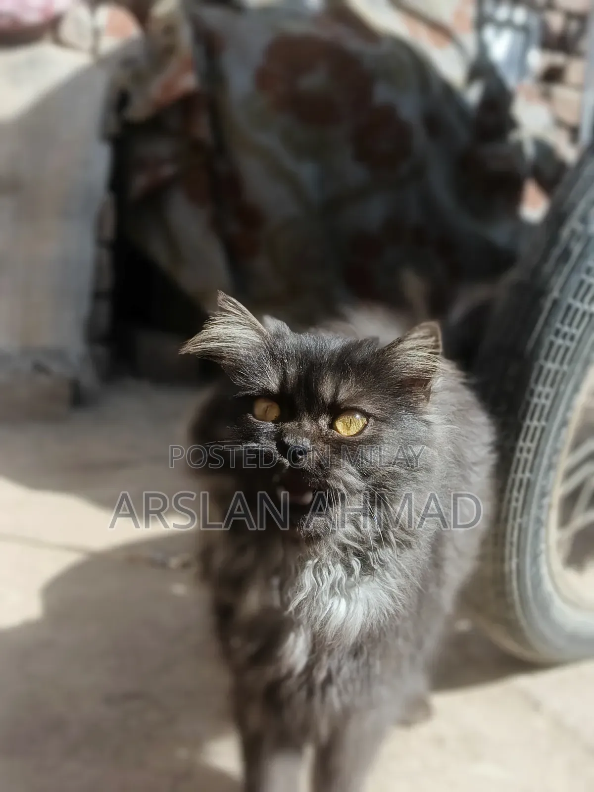 3-6 months Female Mixed Breed Persian