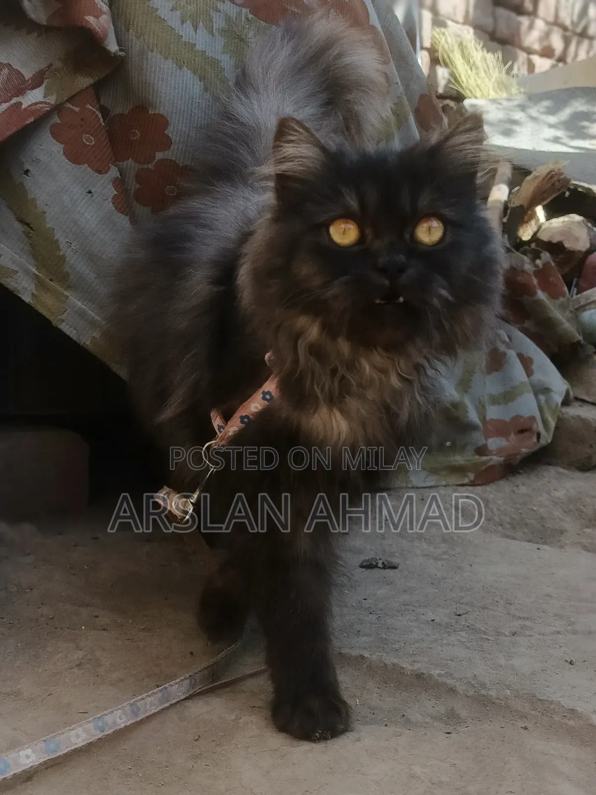 3-6 months Female Mixed Breed Persian