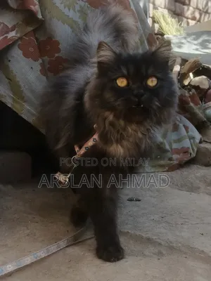 3-6 months Female Mixed Breed Persian