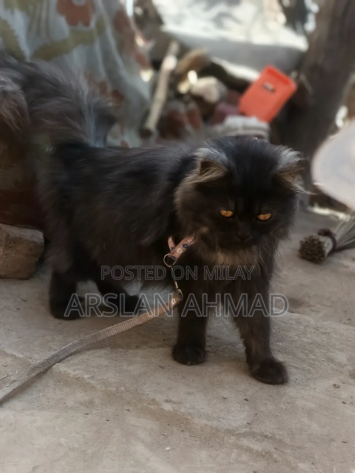 3-6 months Female Mixed Breed Persian