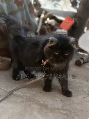 3-6 months Female Mixed Breed Persian