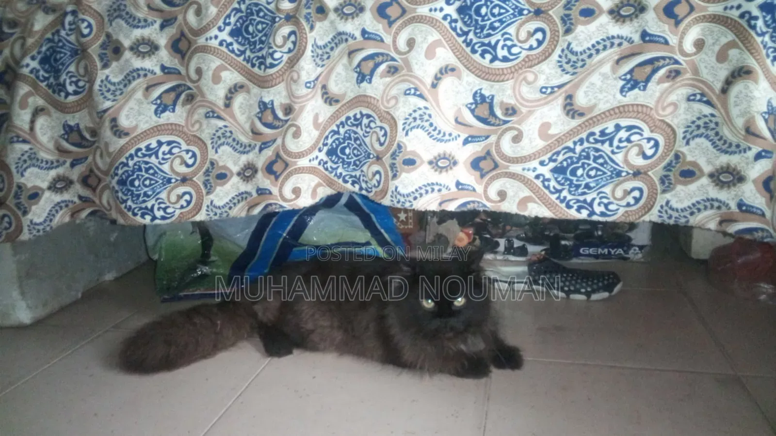 6-12 months Male Purebred Persian