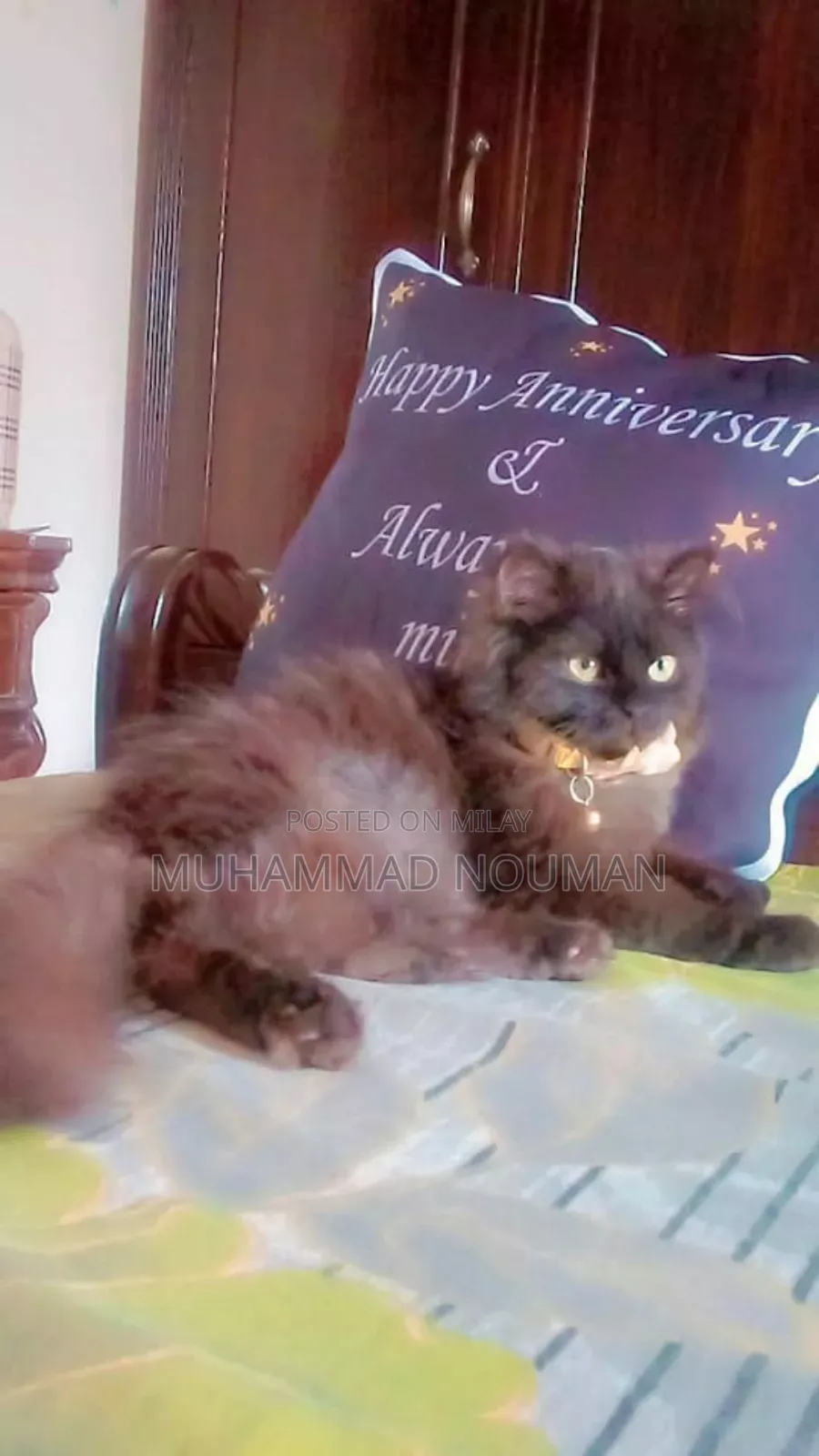 6-12 months Male Purebred Persian