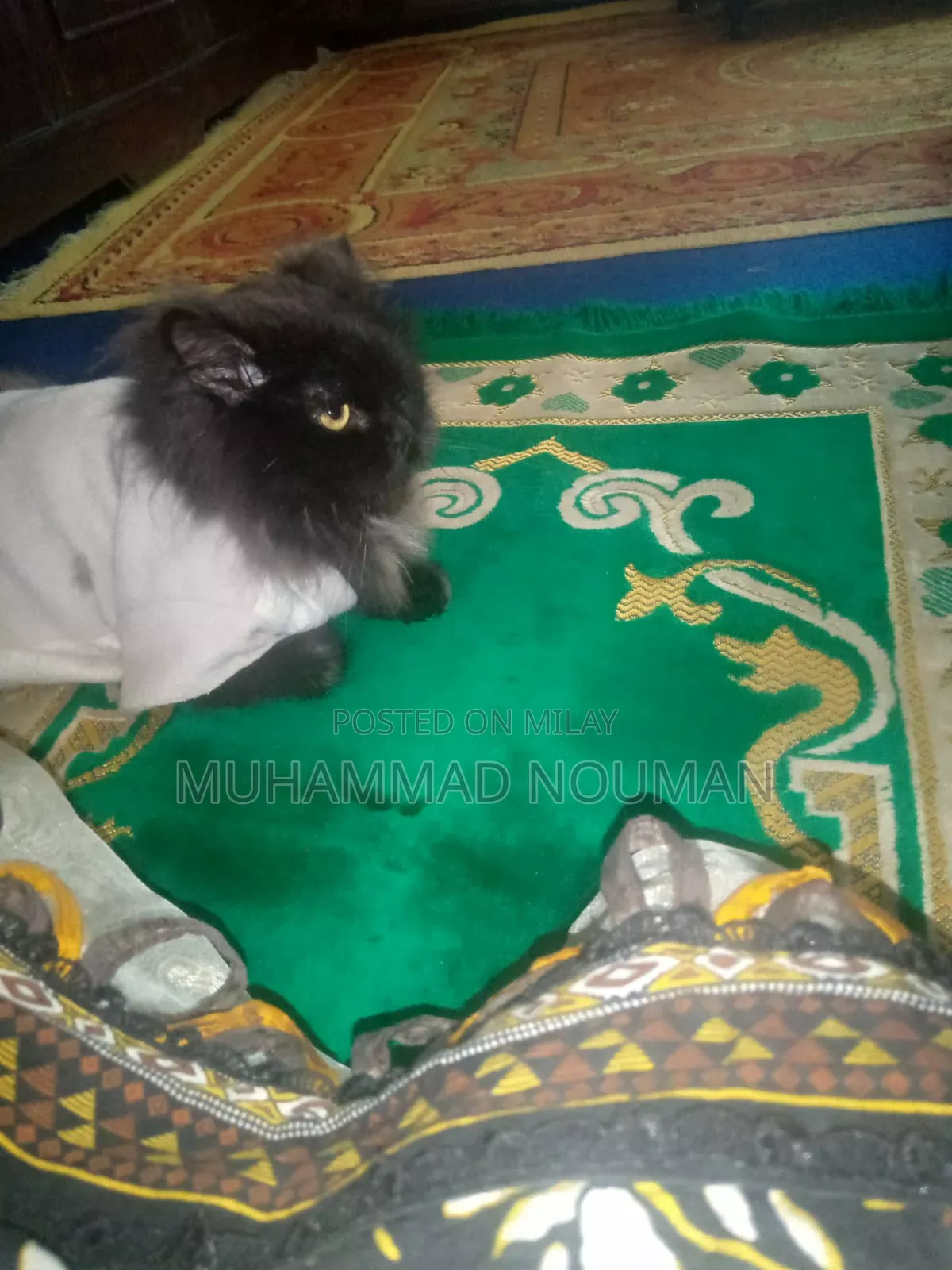 6-12 months Male Purebred Persian