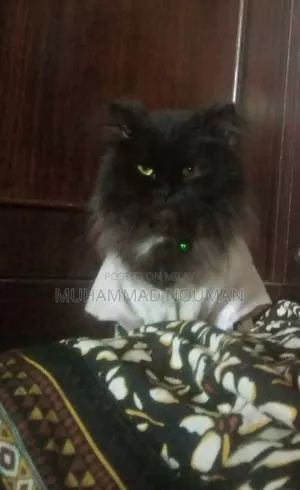 6-12 months Male Purebred Persian