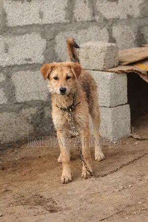 6-12 months Male Purebred Mongrel (No Breed)