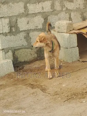 6-12 months Male Purebred Mongrel (No Breed)