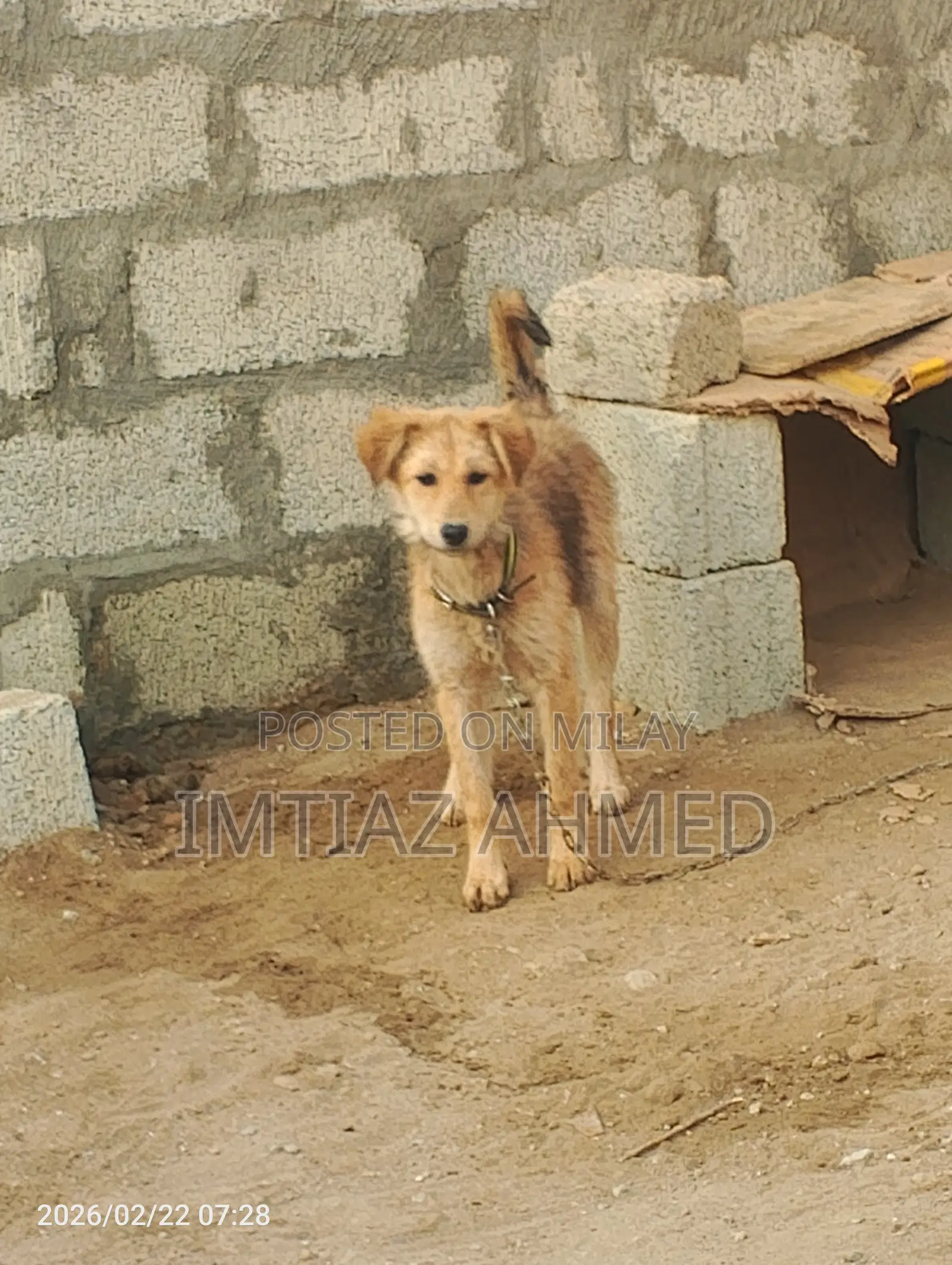 6-12 months Male Purebred Mongrel (No Breed)