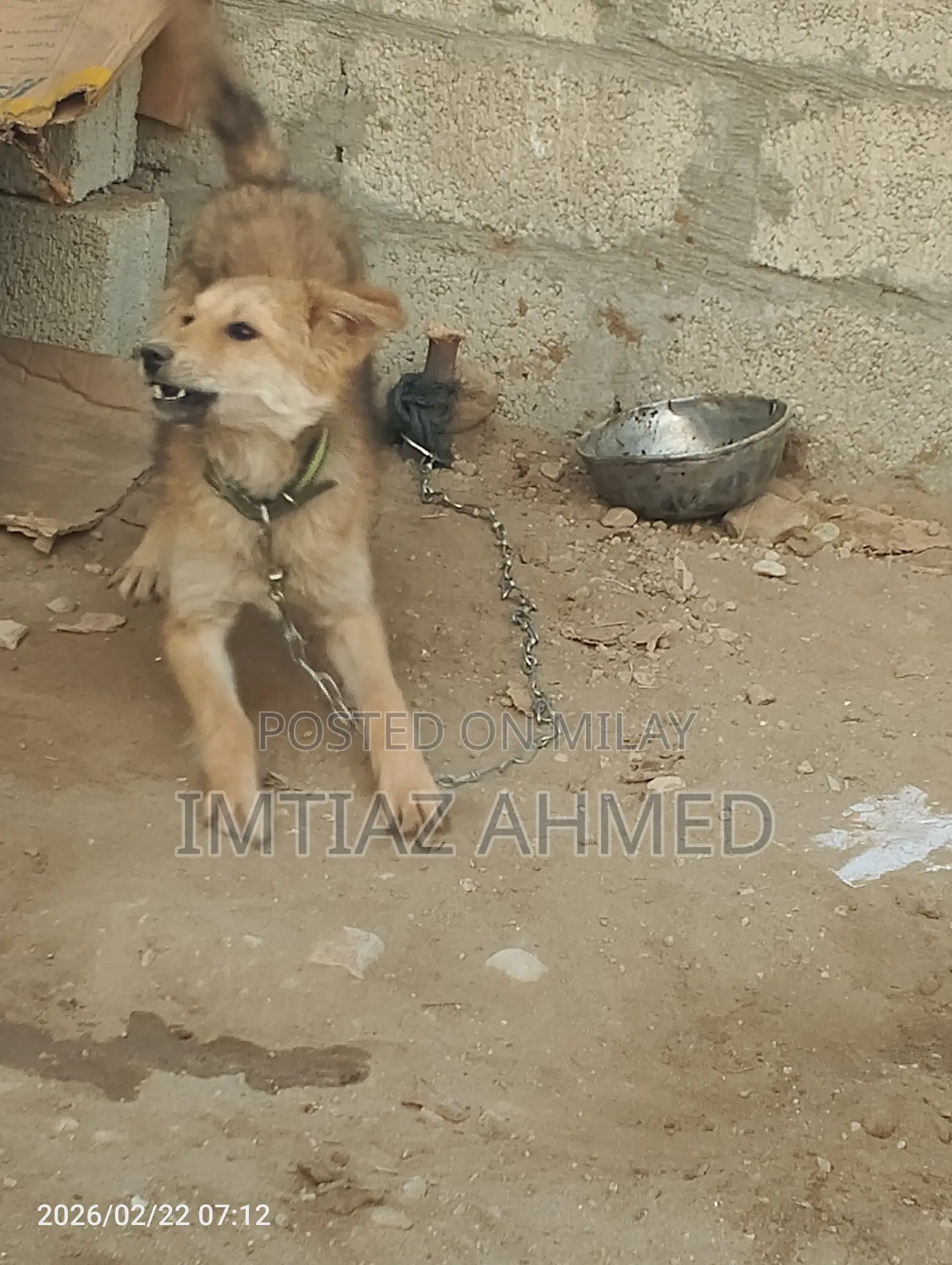 6-12 months Male Purebred Mongrel (No Breed)