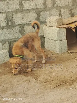 6-12 months Male Purebred Mongrel (No Breed)