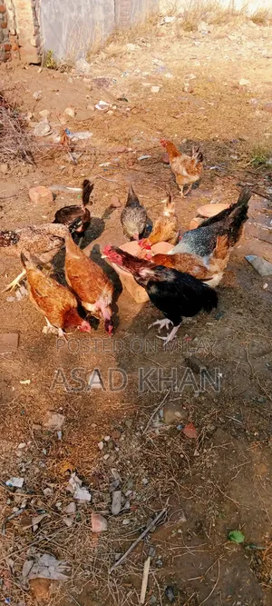 Golden Misri Hens Desi Hens