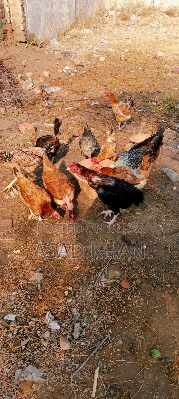 Golden Misri Hens Desi Hens
